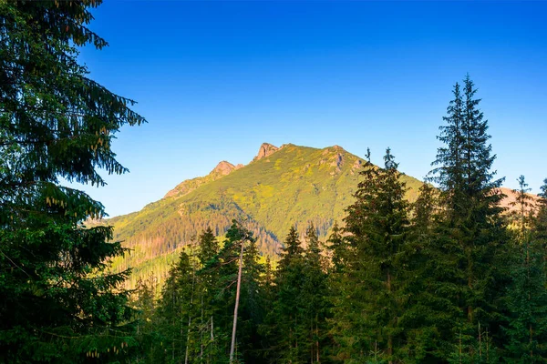 Yazın dağdaki orman. Tatra yamaçlarındaki kozalaklı alp ağacı mavi gökyüzünün altında. Sabah ışığında kayalık tepeleri olan güzel polonyalı doğa manzarası. Muhteşem bir yer.