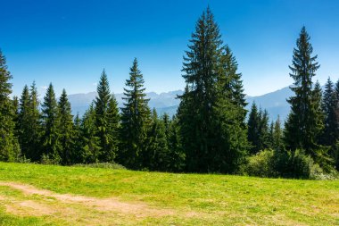 Çimenli çayırlarda kozalaklı ormanlar olan güneşli bir arazi. Polonya 'nın güzel yaz manzarası, öğle vakti zakopane. Tatil sezonu için temiz hava ve manzaralı macera