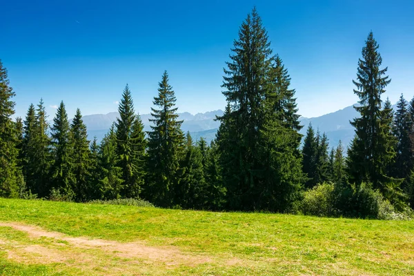 Çimenli çayırlarda kozalaklı ormanlar olan güneşli bir arazi. Polonya 'nın güzel yaz manzarası, öğle vakti zakopane. Tatil sezonu için temiz hava ve manzaralı macera