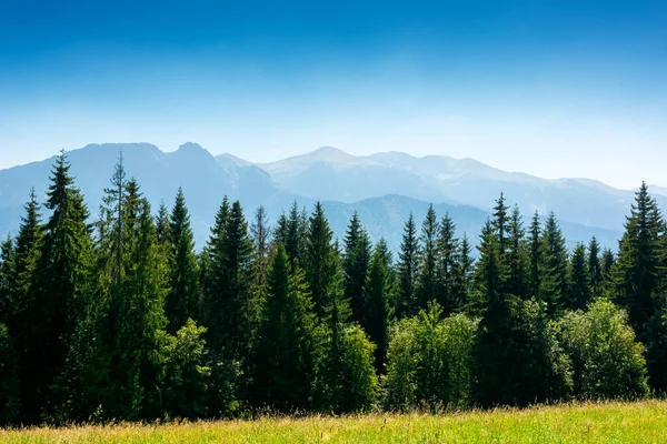 Çimenli çayırlarda kozalaklı ormanlar olan güneşli bir arazi. Polonya 'nın güzel yaz manzarası, öğle vakti zakopane. inanılmaz bir yerin fotoğraf arkaplanı