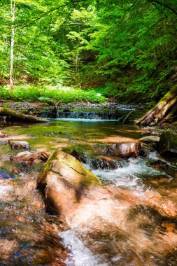 Ormandan akan dağ nehri manzarası. Yosun kayaları ve yemyeşil ağaçlarla çevrili hızlı su akıntısı olan güzel bir yaz manzarası. Güneşli bir günde Karpatya Kayın Ormanı