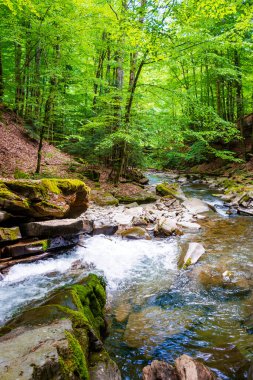 Ormandan akan dağ nehri manzarası. Yosun kayaları ve yemyeşil ağaçlarla çevrili hızlı su akıntısı olan güzel bir yaz manzarası. Güneşli bir günde Karpatya Kayın Ormanı
