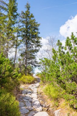 Ağaçlar arasında patika yolu olan manzara. İlkbaharda orman doğası