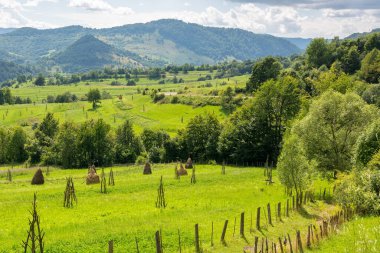 Yazın kırsal alan. Tepelerdeki yeşil tarlalar