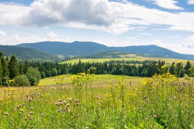 Yazın çim tarlası olan kırsal alan. Gökyüzünün altındaki güzel dağ manzarası ve arka planda bulutlar