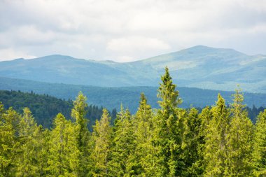 Yazın bulutlu bir gökyüzünün altındaki dağın önündeki bir tepede kozalaklı orman. Seyahat için güzel manzara arka planı