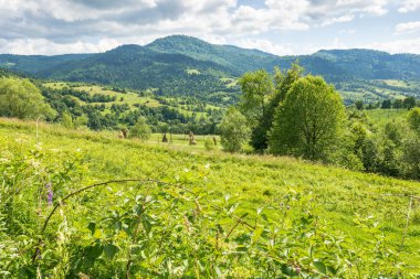 Yazın kırsal dağ manzarası. Yeşillik yeşillik. Çimen tarlasında yaprak döken ağaçla güzel bir manzara. Orman uzak tepenin altında mavi gökyüzünün altında bulutlarla. Karpatlar Ormanı 