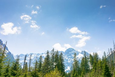 Baharda yüksek Tatra dağının köknar ormanı. Görkemli kaya zirvesinin üzerinde mavi gökyüzü olan doğa manzarası. Avrupa 'nın güzel dağlık seyahat yeri. Polonya 'da pitoresk açık hava macerası