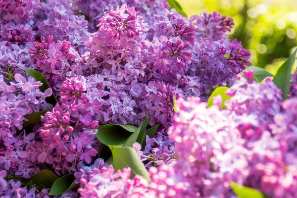 İlkbaharda leylak bitkisi. Çiçekli mor şırıngalı doğa arkaplanı