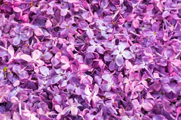 Şırınganın çiçek dokusu. Düşen leylak yapraklarının bahar arkaplanı