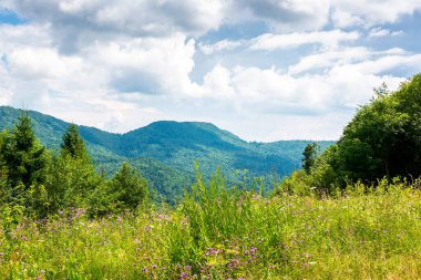 Kayın ormanlarıyla çevrili yabani çiçekler ve otlarla dolu dağlık bir çayır. Karpat dağları mavi gökyüzünün altında bulutlarla çevrili. Sıcak yaz havası. Doğal çevre kavramında eko-turizm