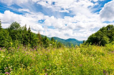 Kayın ormanlarıyla çevrili yabani çiçekler ve otlarla dolu dağlık bir çayır. Karpat dağları mavi gökyüzünün altında bulutlarla çevrili. Sıcak yaz havası. Doğal çevre kavramında eko-turizm