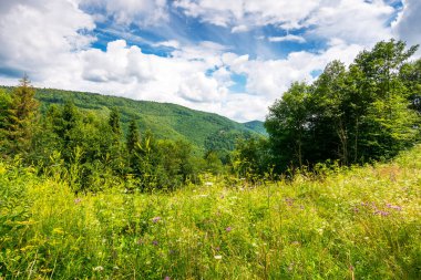 Kayın ormanlarıyla çevrili yabani çiçekler ve otlarla dolu dağlık bir çayır. Karpat dağları mavi gökyüzünün altında bulutlarla çevrili. Sıcak yaz havası. Doğal çevre kavramında eko-turizm