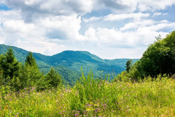 Kayın ormanlarıyla çevrili yabani çiçekler ve otlarla dolu dağlık bir çayır. Karpat dağları mavi gökyüzünün altında bulutlarla çevrili. Sıcak yaz havası. Doğal çevre kavramında eko-turizm