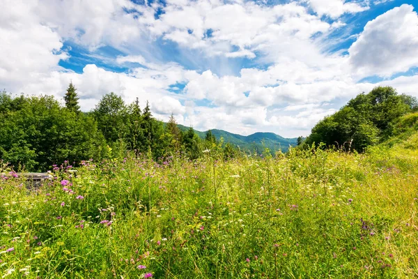 Kayın ormanlarıyla çevrili yabani çiçekler ve otlarla dolu dağlık bir çayır. Karpat dağları mavi gökyüzünün altında bulutlarla çevrili. Sıcak yaz havası. Doğal çevre kavramında eko-turizm