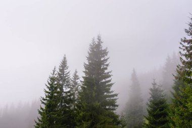 Sis içindeki kozalaklı orman. Soğuk sonbahar sabahının doğa geçmişi. Sis içindeki bir tepenin üzerinde ağaçların olduğu doğal bir ortam.