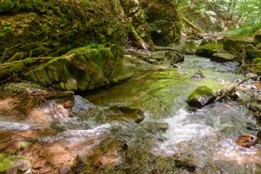 Yazın ağaçlar ve kayalar arasında su akışı olur. Nehir ve taşlarla kaplı orman manzarası. Seyahat için güzel bir arka plan. Karpat ormanlarında yeşil yapraklı açık hava macerası