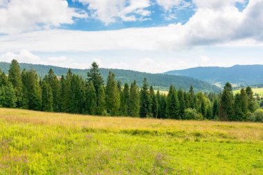 Yazın bulutlu gökyüzü olan Carpathian dağ manzarası. Çayırın arkasındaki yeşil çimenli orman. Güneşli bir günde harika bir kırsal bölge