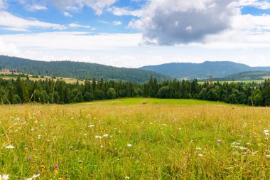 Yazın dağlık kırlarda. Yuvarlanan tepelerdeki orman ve yeşil alan. Mavi gökyüzünün altında bulutlu bir manzara. Kırsal manzaranın güzel manzarası. Güneşli bir günde Karpatlar vadisinde yolculuk