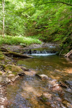 Yoğun ormandaki vahşi su deresi. Yazın Ukrayna ormanlarının manzaralı yeşil ortamı. Güzel doğa manzarası. Güneşli bir günde ormanın tazeliği