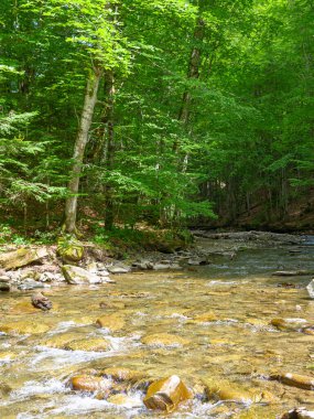 Ormandaki nehir. Kayalarla dolu güzel bir arka plan. Güneşli bir günde akan su akıntısı ile yaz manzarası. Ağaçlardaki yemyeşil yapraklar.