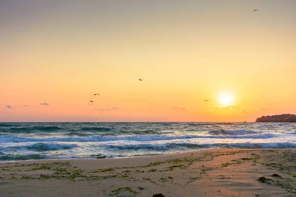 Sahilde gün doğumunda. Avrupa 'da yaz tatili için güzel bir manzara. Dalgaların üstündeki turuncu gökyüzündeki kuşlar. Kumlu deniz manzaralı. Su sıçraması