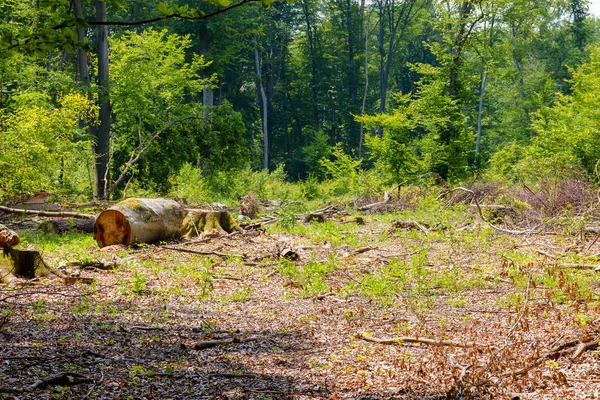 Orman kesme servisi yazın. Kereste kütüğü ve kütük sola. Ormanların tahrip edilmesi ve çevresel sorun kavramı. Orman doğası hasarı