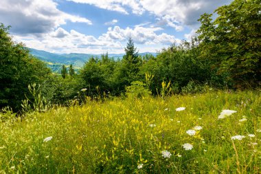 carpathian mountain landscape on a summer day. alps of ukraine in their divine beauty among forested hills under a cloudy sky. transcarpathia region