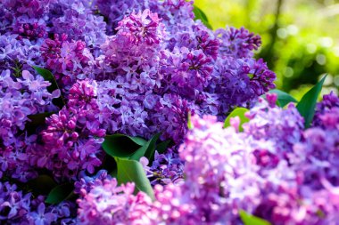 vivid lilac blossom in spring. purple syringa plant in the garden. closeup view in dappled light