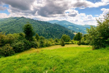 Yazın kırsal dağ. Bulutlu gökyüzü ile tepenin üstündeki tarla. Ukrayna 'nın yuvarlanan kırsal manzarasının güzel manzarası. Yeşil çimenler ve yemyeşil orman. Dramatik havada doğa manzarası