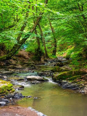 Yazın orman nehri. Su ve kaya vadide. Avrupa 'nın doğal manzarası boyunca yemyeşil ağaçların yanından akan yeşil akarsu. Ukrayna Ormanı 'nda sahne