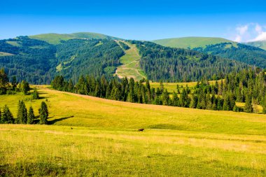 Yazın dağ tarlası. Mavi gökyüzünün altında yeşil çayırları olan güzel manzaranın yuvarlak tepelerindeki çimenler. Güneşli bir günde Ukrayna 'nın kırsal manzarası. Alp bölgesindeki kırsal otlakların manzarası