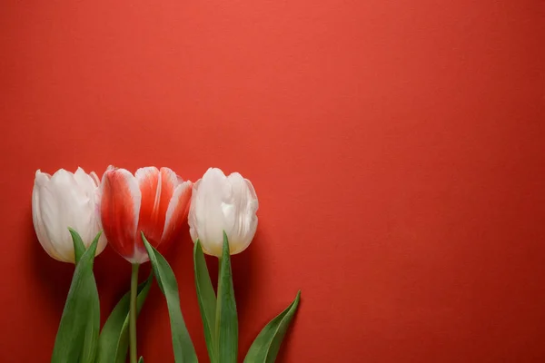Bunga Tulip Putih Dengan Latar Belakang Merah Valentines Kartu Hari Stok Foto Bebas Royalti