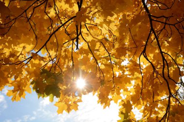 Altın sonbahar. Akçaağaç yaprakları güneş arka planında