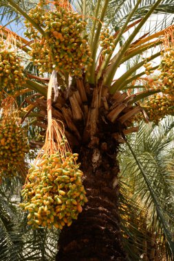 Hurma tomurcukları. Tropik yeşil arkaplan