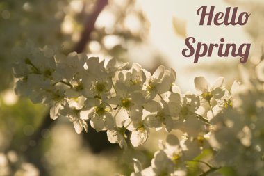 Merhaba bahar kartı. Güneş ışığında açmakta olan kuş kiraz çiçekleri. Prunus padus. Beyaz bahar güneşli arka plan