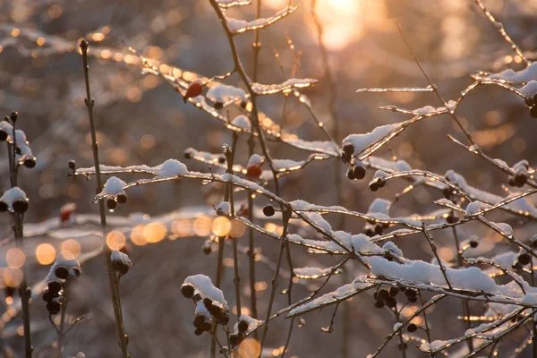 Rami Ghiacciati Congelati Con Bacche Nella Neve Tramonto Alberi Invernali — Foto Stock