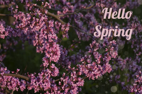 Hello Spring Card Bush Pink Flowers Blossoming Tree Sunlight Closeup — Stock Photo, Image