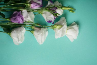 Hafif turkuaz arka planda beyaz Eustoma çiçekleri. Lisianthus, lale Gentian buketi. Tasarım için kopyalama alanı olan şablon
