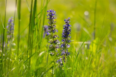 Mavi çiçekli bahar çayırı arka planı ve güneş ışığında yeşil çimenler. Doğal yeşil duvar kağıdı
