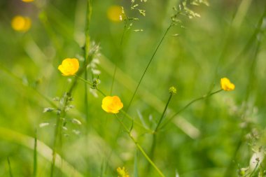 Yaz çayırları bulanık arka planda sarı çiçekler ve güneş ışığında yeşil çimenler vardı. Doğal yeşil duvar kağıdı