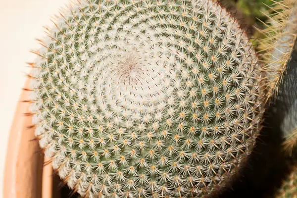 Kaktus Växt Närbild Bakgrund Naturlig Bakgrund Ovanifrån För Design — Stockfoto