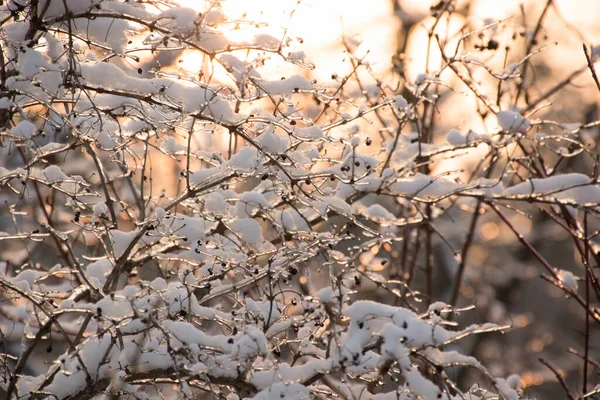 Rami Ghiacciati Congelati Con Bacche Nella Neve Tramonto Alberi Invernali — Foto Stock