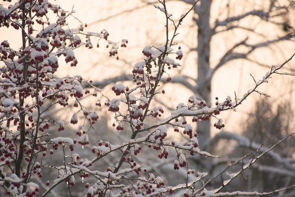 Zamrożone Gałązki Jagodami Głogu Śniegu Zachodzie Słońca Zimowe Drzewa Pokryte — Zdjęcie stockowe