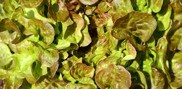 Green oak leaf lettuce salad closeup background. Fresh organic eco lettuce healthy food. Organic vegan and vegetarian nutrition