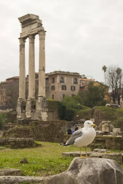 Roma Forumu, İtalya 'daki Roma harabeleri ve martıları. İtalyan antik binaları ve ünlü simgeler