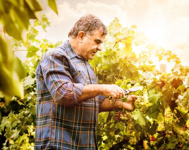 Şarap tüccarı kesme üzüm Olgun