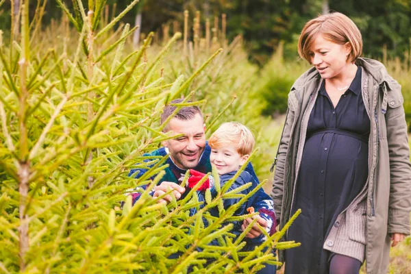 Famiglia Scegliere l'albero di Natale in Fattoria — Foto Stock