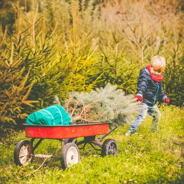 Carrello di trazione bambino con albero di abete — Foto Stock