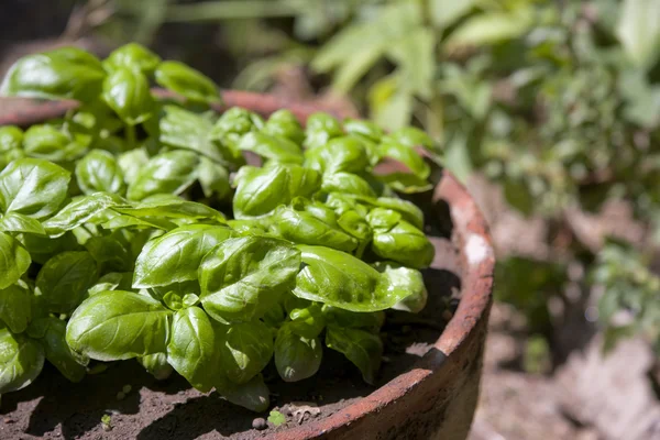 Albahaca verde fresca en una olla — Foto de Stock